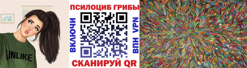 купить наркотики цена  Ленинградская  Псилоцибиновые грибы Psilocybe 